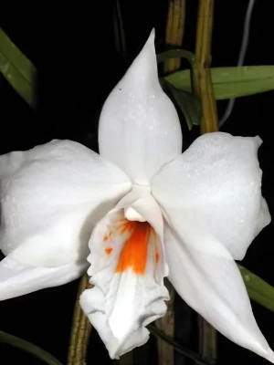 Bild von Dendrobium watii 4